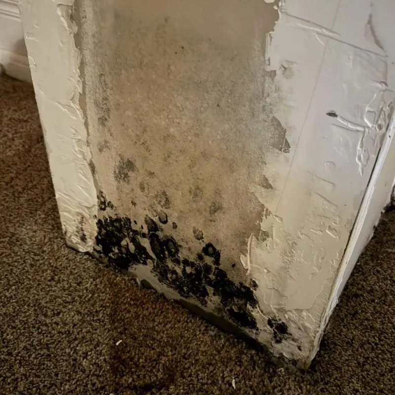 Professional Mold Removal in Oregon, IL